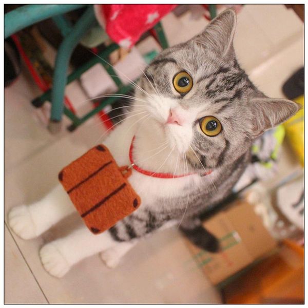 

cat travel suitcase collar collars & leads
