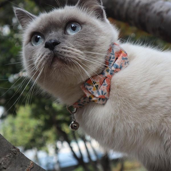 

cat collars & leads pet collar bowknot floral cotton puppy dog with bell
