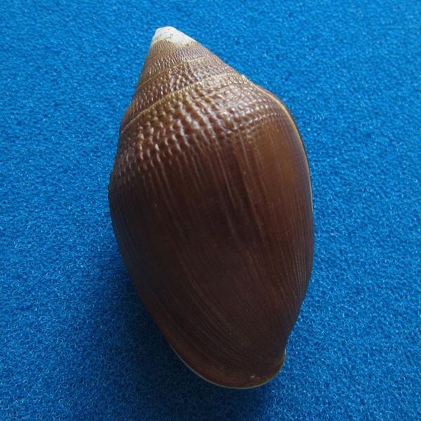 

7.32 cm mie's ear snails rare conch collection novelty items