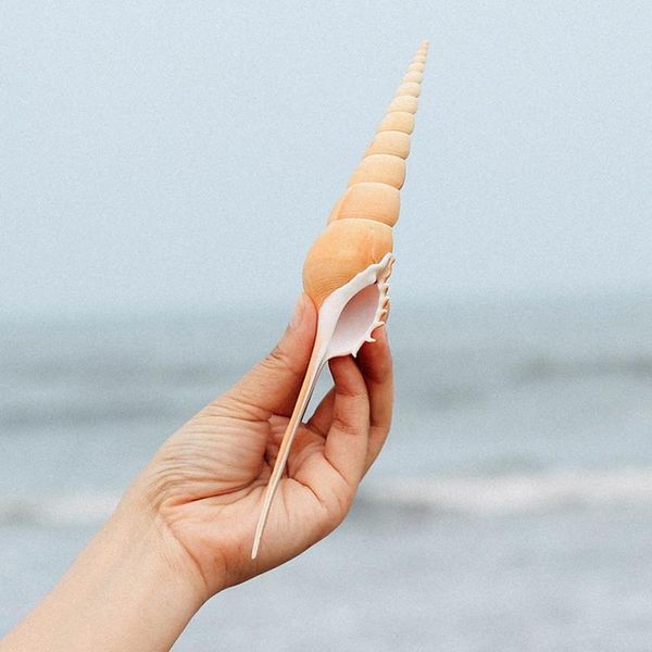 

novelty items martin proboscis natural conch shell fish tank landscaping collection rare pography props background red pepper