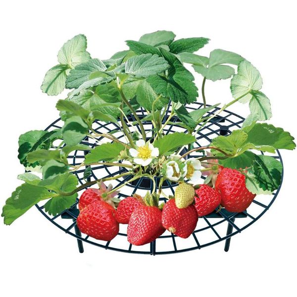 Altre forniture da giardino 5/10/20 PCS Supporto per telaio per fragola Supporto per balcone Piantagione Supporto per frutta Pianta Fiore rampicante Pilastro