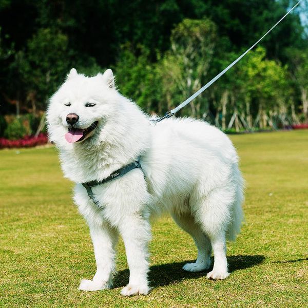 

dog collars & leashes taidijinmao large hyena chest strap