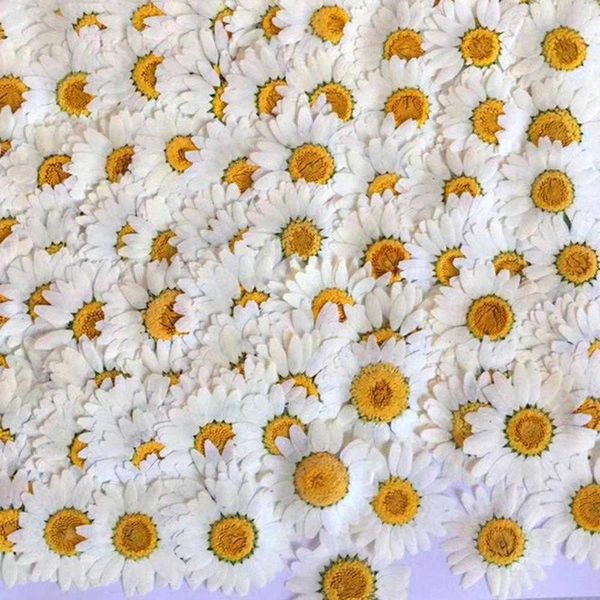 100 Stück weiße Gänseblümchen, getrocknete Blumen, natürliche gepresste Blumen für Harz, Handyhülle, Anhänger, Armband, Schmuck, Dekorationsmaterial 210624