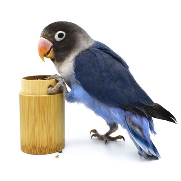 

small animal supplies parrot training feeding pot rosewood hand-held pet feeder tank bird food container jar iq growth r9ca