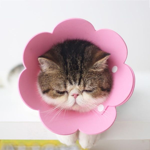 

dog collars & leashes 2 pcs cute pet protective for dogs cats wound healing protection cat anti-bite neck cone recovery circle
