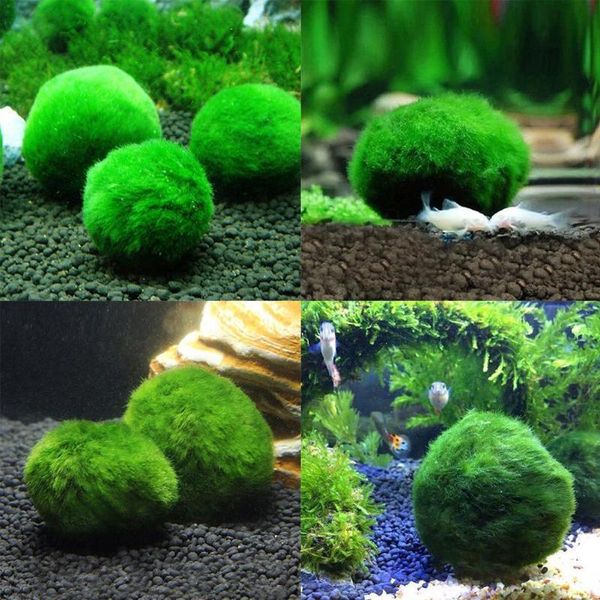 

green seaweed ball aquarium plants 3-4cm fish decoration landscaping tank nano v1l3 decorations
