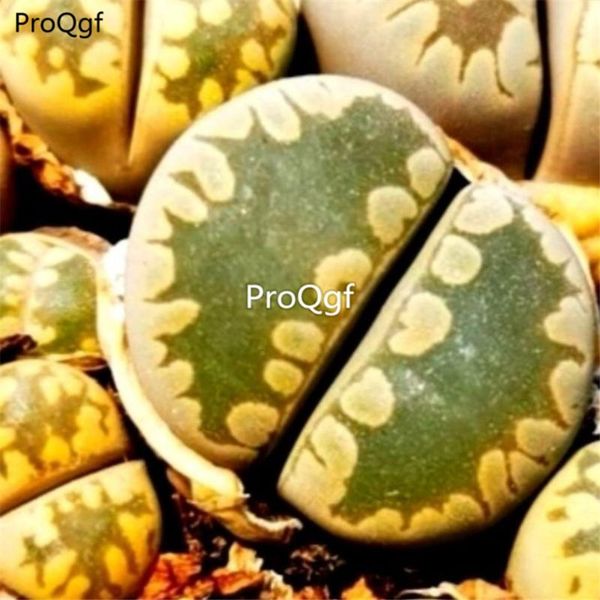 

prodgf 3pcs a set as po show lithop stone flower party favor