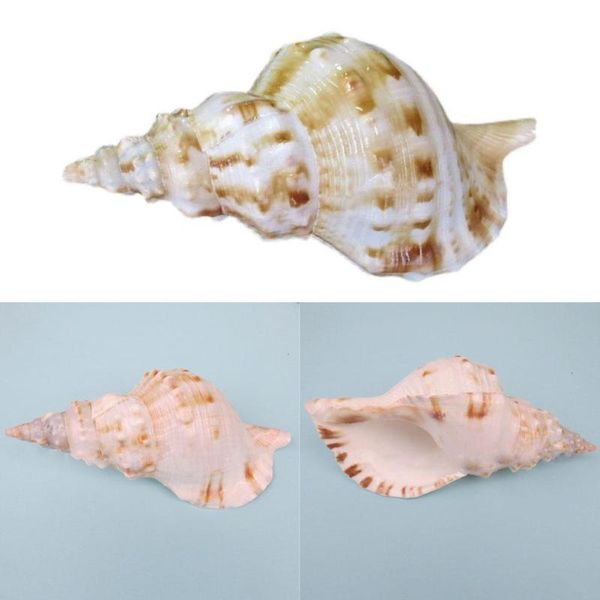 

natural conch shell 20-25 cm boutique rare golden torch phoenix snail fish tank decoration collection micro-landscape ornaments novelty item