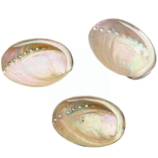 

decorations natural black abalone shell 10-13cm paull conch shells wedding decoration tank handmade painting diy fish landscaping mater d4s0
