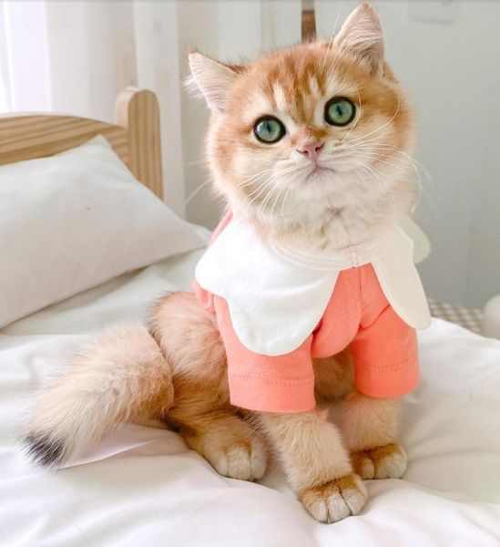 

cat costumes puppy kitten cute hoodies soft dog apparel clothing