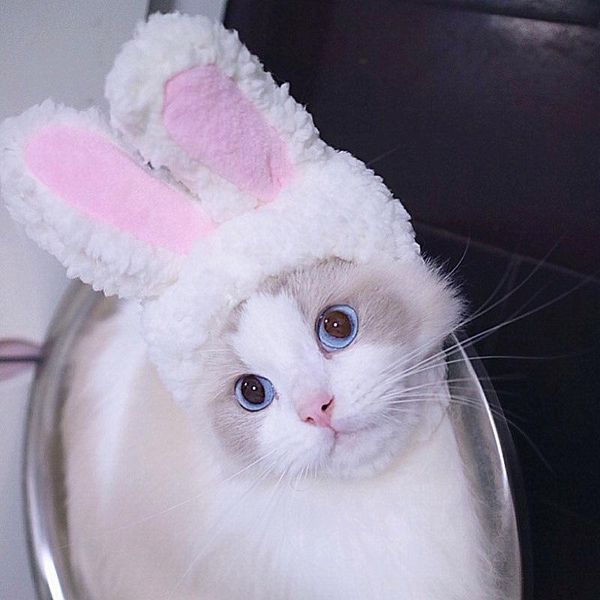 

cat costumes winter pet dog soft cute cap costume warm hat year party christmas cosplay accessories po props headwear