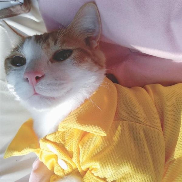 

cat costumes spring summer pet clothes for small cats fashion puppy dog vest clothing chihuahua shirts