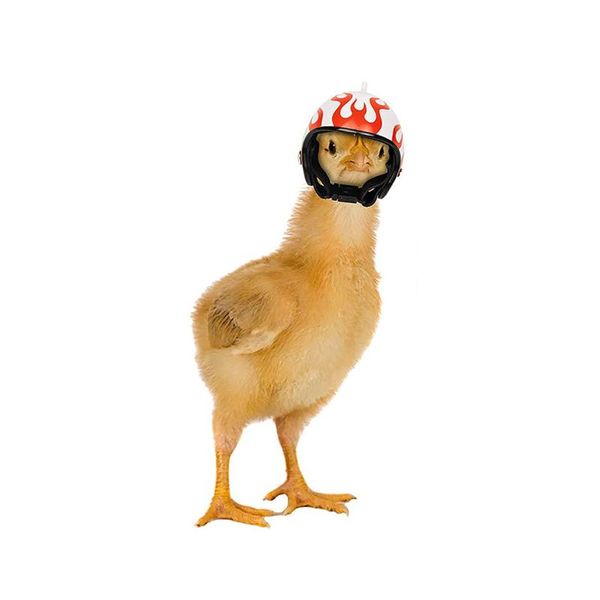 

small animal supplies 1pc chicken helmet pet hard hat bird duck quail headgear head