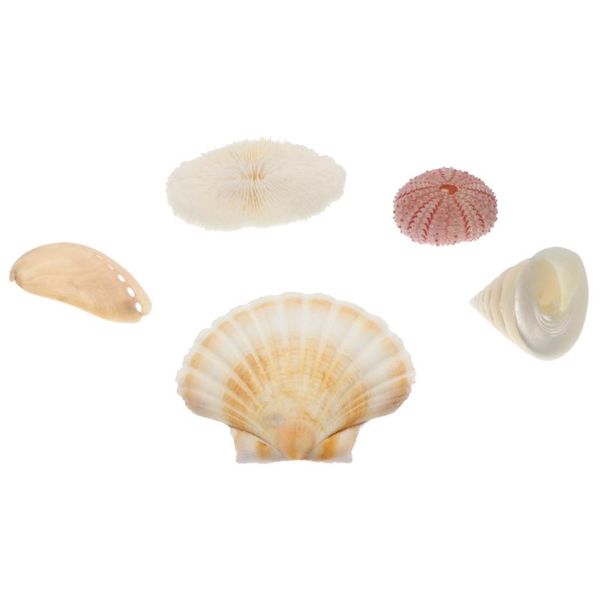 

5pcs natural mixed po conch beach clam sea shells for jewelry display novelty items