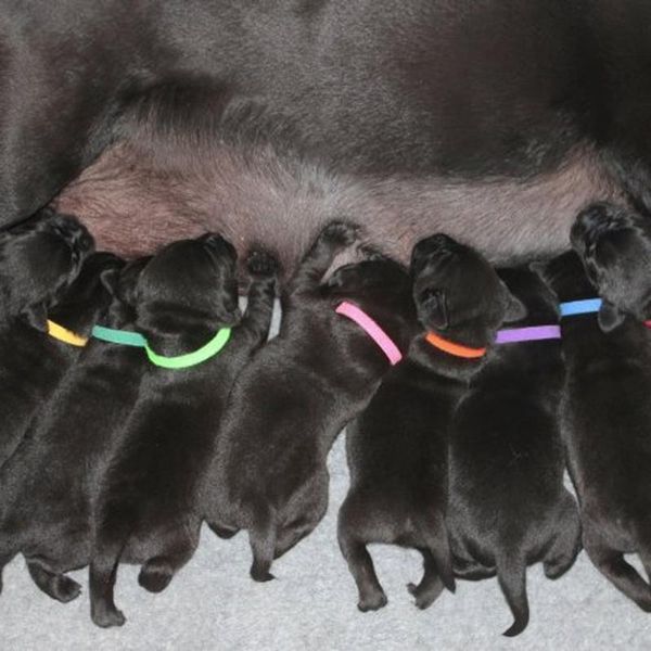 

cat collars & leads 12pcs born puppy dog kitten id nylon reusable band adjustable breeders pet products multicolor wholesale #w3