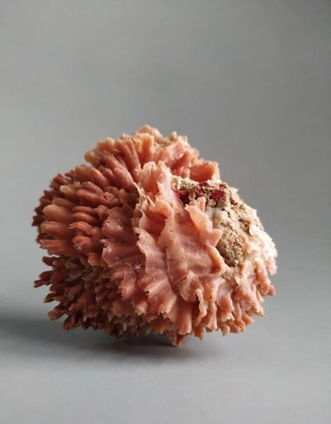 

novelty items natural selection of the collection conch