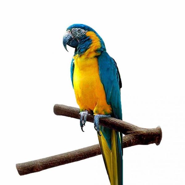 

other bird supplies 1pc 25cmpet parrot wood fork tree branch stand rack toy hamster perches for cage