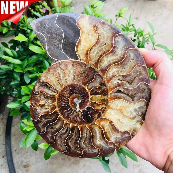 

300-800g big size madagascar fossils iridescent ammonite natural stones and minerals specimen+stand decorative objects & figurines