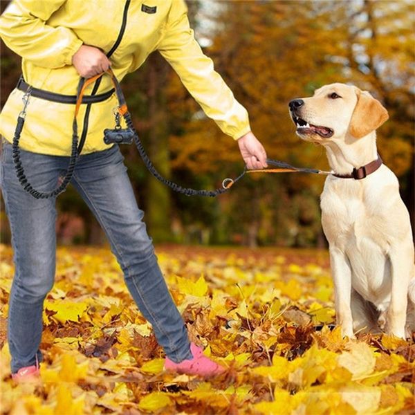 

reflective leash traction rope pet dog running belt elastic hands y jogging pull metal d-ring leashes collars &