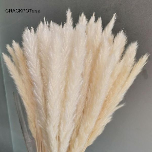 

decorative flowers & wreaths real plants dried natural grass reed flower dry small bulrush bouquet pampas reeds home decoration wedding deco