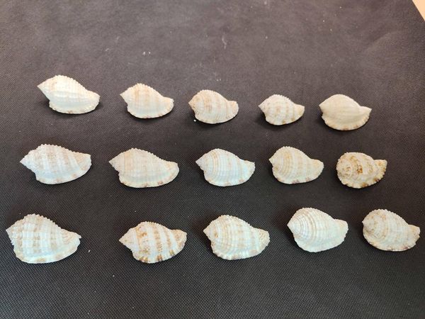 

novelty items natural conch shell big snail home furnishings collection decoration