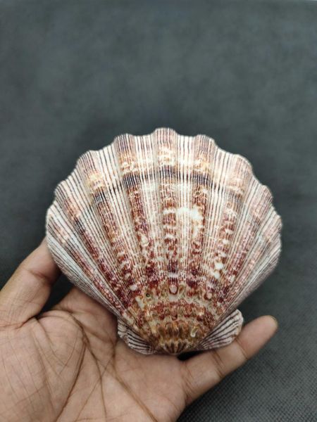 

novelty items natural shell, conch, lion claw home furnishing decoration collection