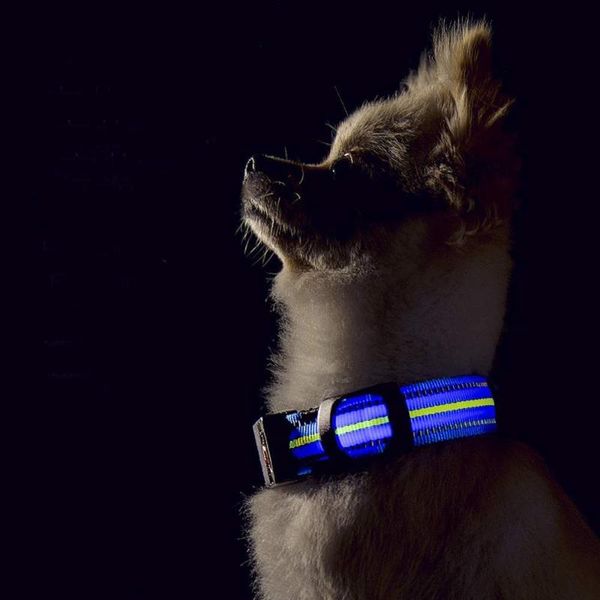 

waterproof led dog collar rechargeable collars with reflective strip for small medium large dogs night safety walking & leashes