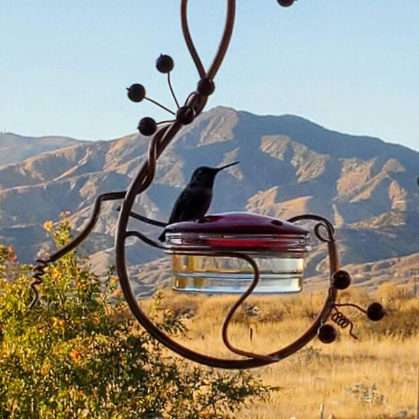 

courtyard bird feeder red berries hummingbird other supplies