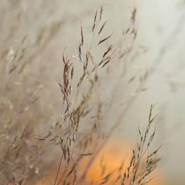 

decorative flowers & wreaths 100 stems dried muhly grass bunch natural plants floral miscanthus heteroph bouquet home decoration accessorie