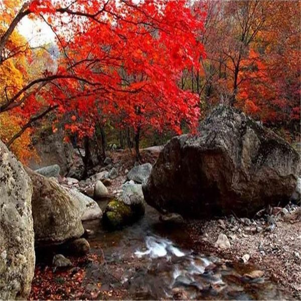 

3d HD photo wallpaper custom room non-woven mural Forest red leaves scenery painting photo Sofa TV background