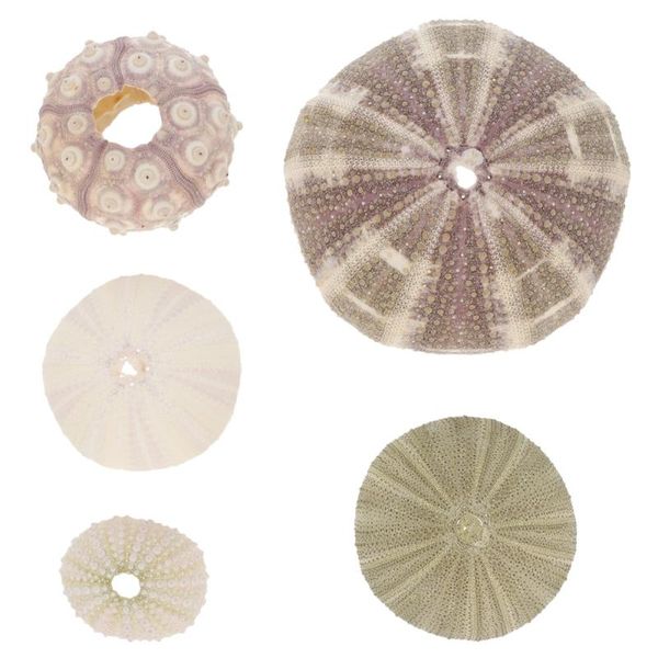 

novelty items 5pcs home sea urchin ornaments aquarium landscape decor accessories
