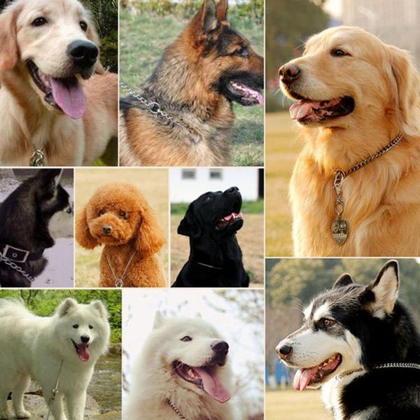 

metal stainless steel chain dog collar double row chrome plated training show adjustable safety collars & leashes