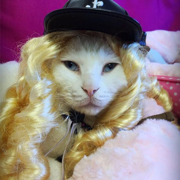 

cat costumes [mpk pets] wig pet golden curls hat
