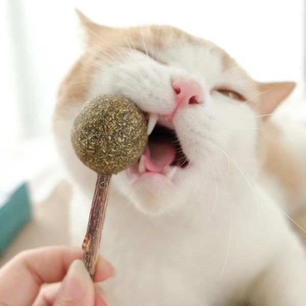 

cat toys pet products natural catnip lollipop shape molar teeth toy 1pc