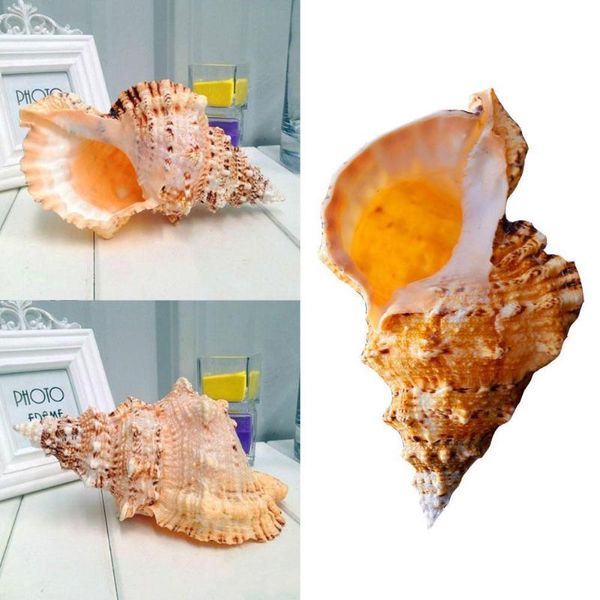 

novelty items big conch shell furnishing marine decoration sea natural ornaments wedding festival party