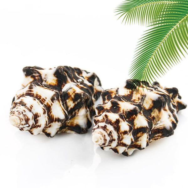 

novelty items natural fist cow conch hermit crab replacement shell aquarium landscaping shooting props creative home decor collection specim