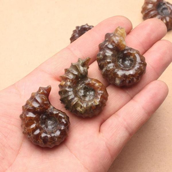 

novelty items natural ammonite snail marine paleontological fossil nautiloidea collection students gift conch stones mineral children spe v5