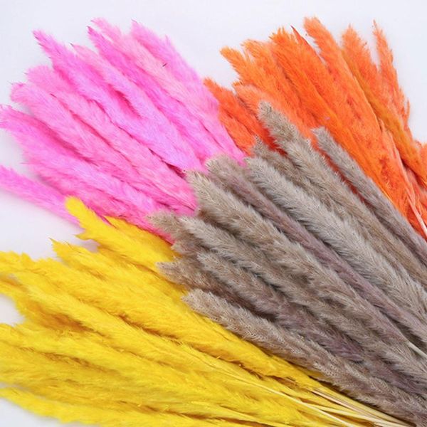 

colorful natural dried reed flower pampas grass phragmites bouquet for modern home wedding party decoration decorative flowers & wreaths