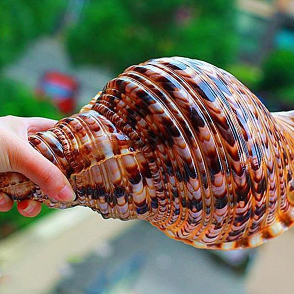 

natural phoenix snail shell purple mouth specimen collection fish tank aquarium decoration escargot phÃ©nix novelty items