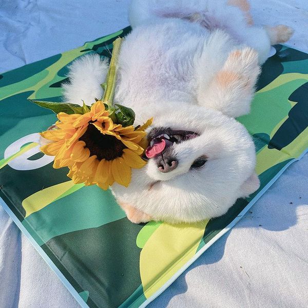 

kennels & pens summer cat house mattress kennel pet ice mat dog washable cooling bite resistance breathable thickening