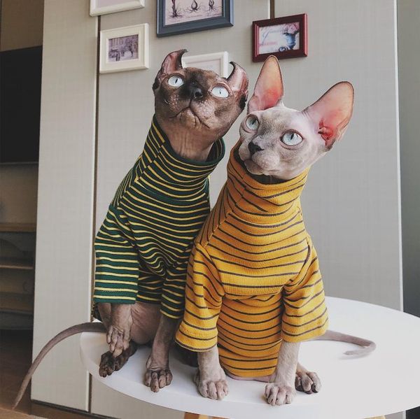 

dog apparel cat clothes steefan sphinx devin literature lovers pets sweater