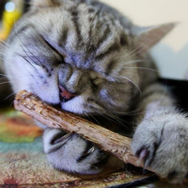 

cat toys toysproduct pet catnip molar cleaning stick sticks teeth toothpaste