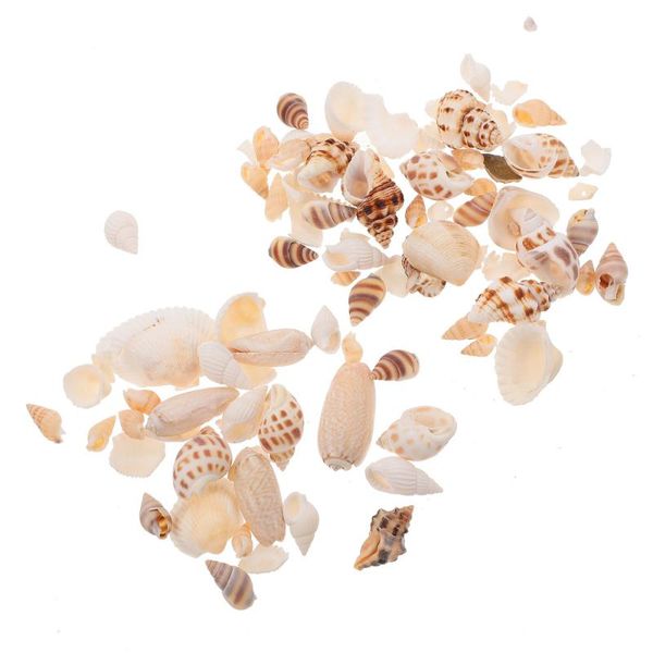 

novelty items 2 boxes decoration shell diy sea snail crafts ornament fish tank