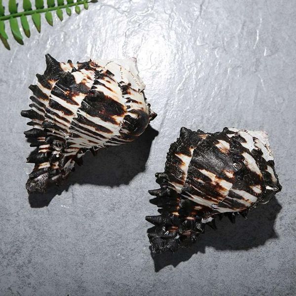 

natural conch shell black specimen sea shells nautical craft aquarium landscape 11-12cm home decoration novelty items