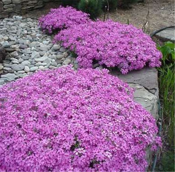 

flower seeds aubrieta 500pcs rock cress climbing plant creeping thyme perennial ground cover bonsai beautifying and air purification rare pl