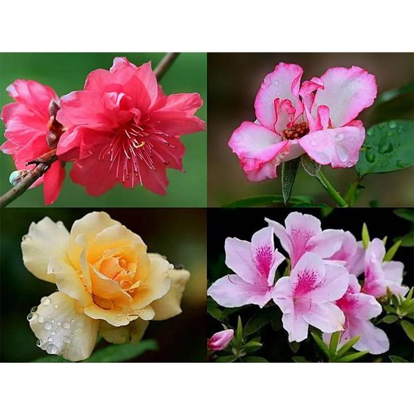 

diamond painting 5d diy flower full square drill colorful handmade cross stitch embroidery mosaic home room wall decor