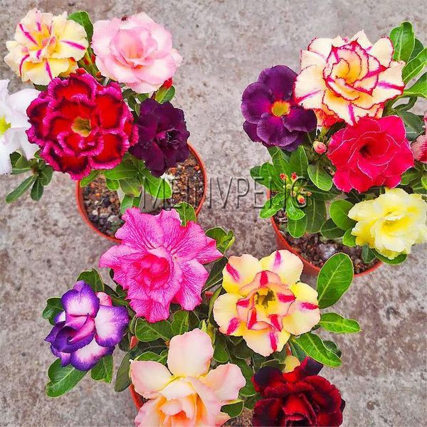 

decorative flowers & wreaths rainbow desert rose seeds, double petals adenium obesum flower seeds plants for home garden, not artificial