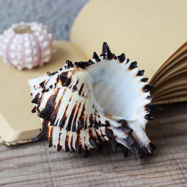 

8-12cm natural snail shell us black murex zebra bone specimen conch sea shells nautical home decor aquarium landscape decorations
