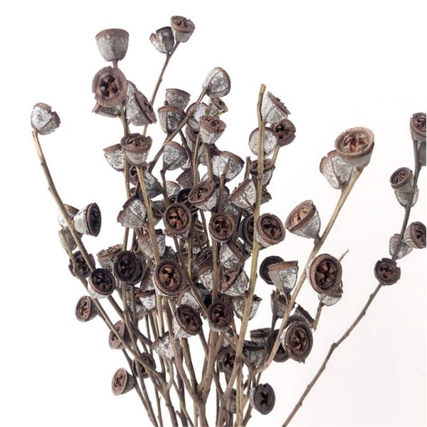 

stems 100% natural eucalyptus fruit original ecological dried flowers home wedding decor floral arrangement decorative & wreaths
