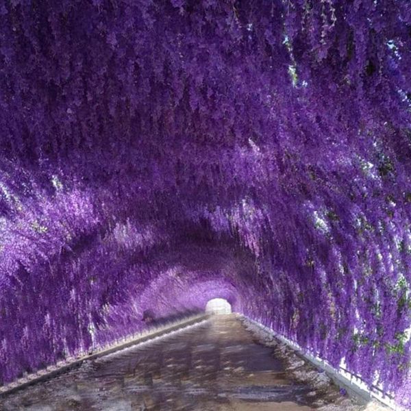 

decorative flowers & wreaths home decor artificial wisteria flower simulation wedding decoration indoor vine ornaments party arch string